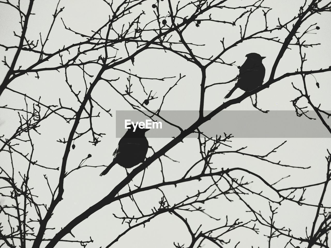 Low angle view of silhouette bird perching on branch