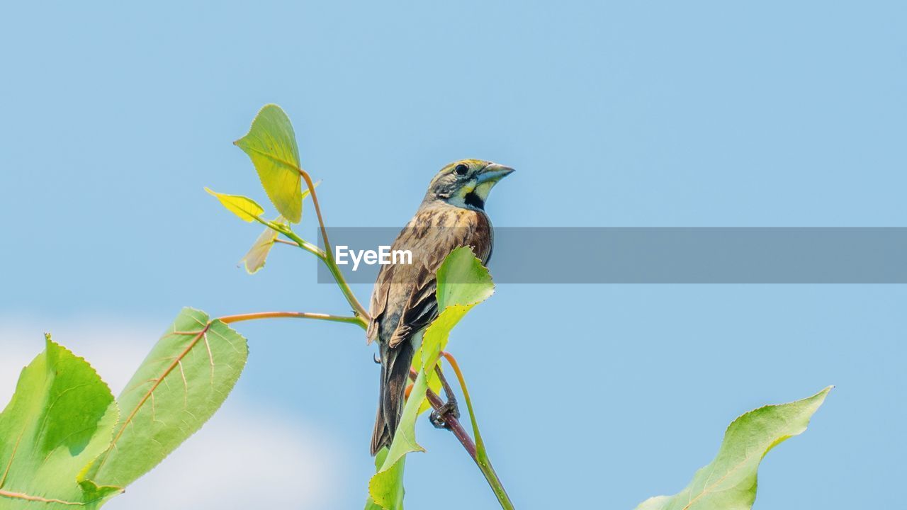 LOW ANGLE VIEW OF BIRD PERCHING ON PLANT