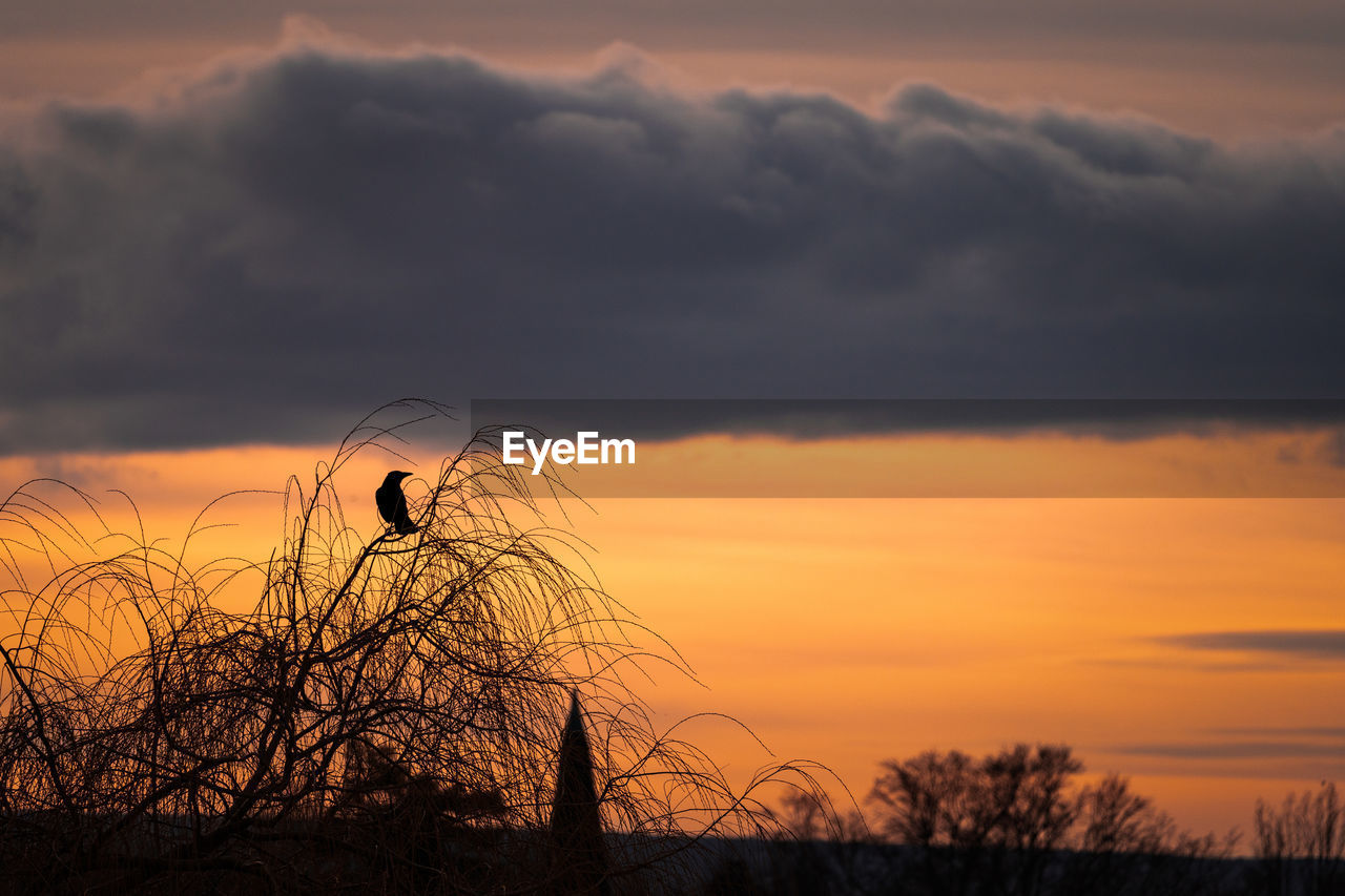 Silhouette bare trees against sky during sunset