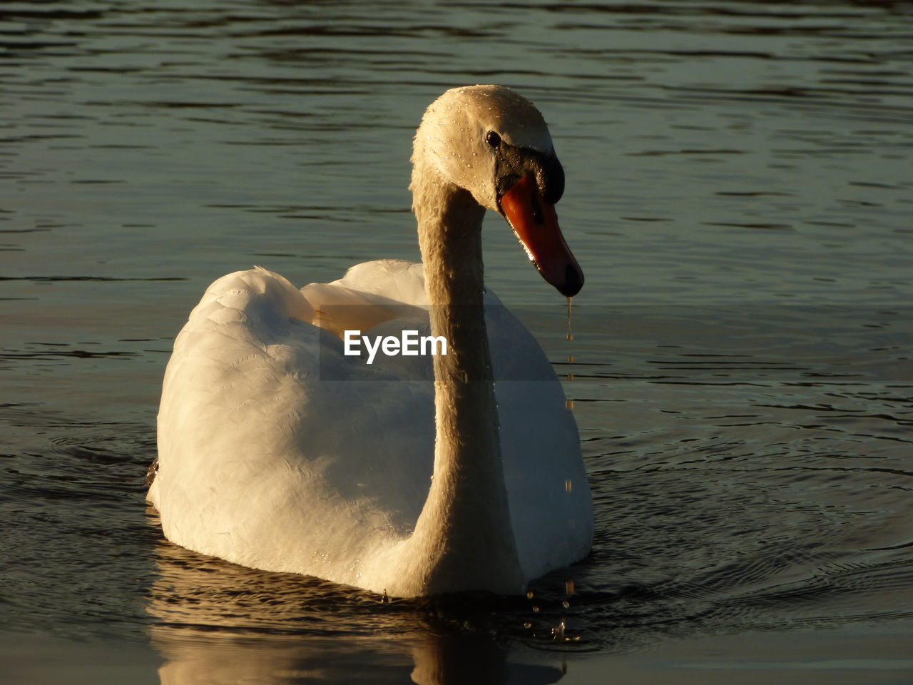 SWAN SWIMMING IN LAKE