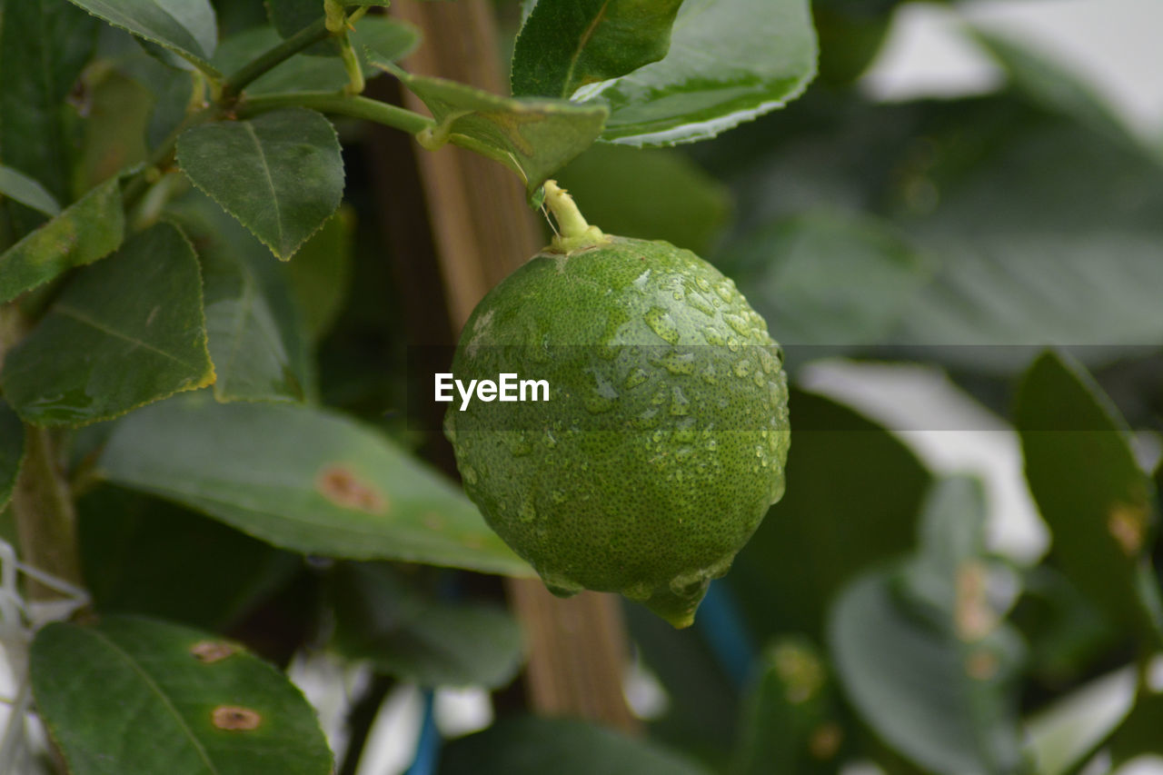 CLOSE-UP OF FRESH FRUITS ON TREE