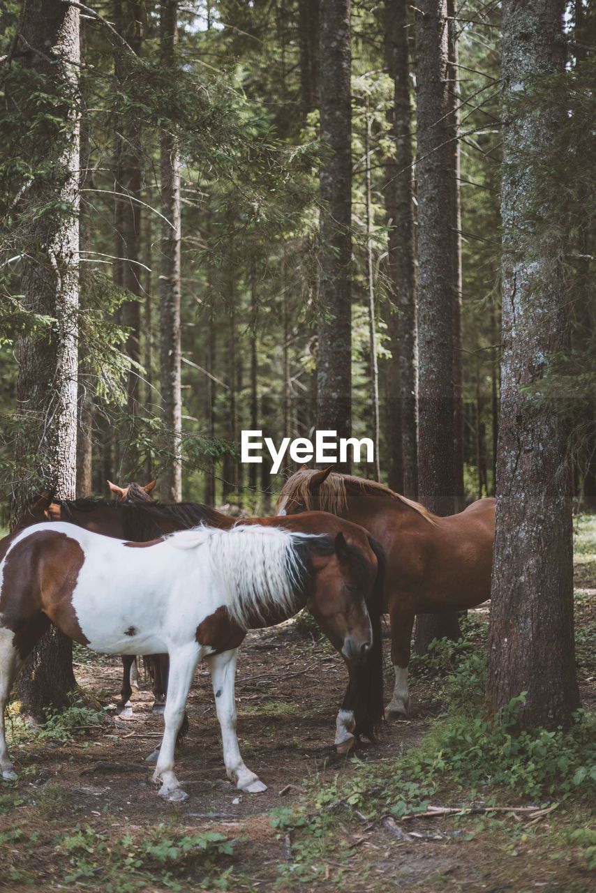 Horses in forest