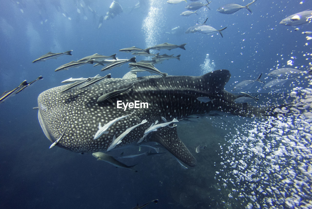 FISH UNDERWATER