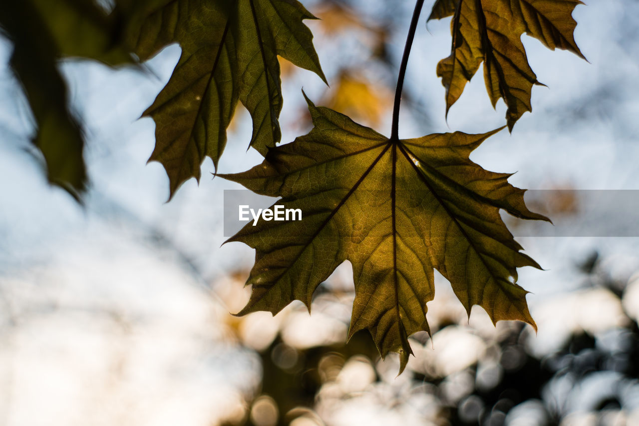 Close-up of maple leaves