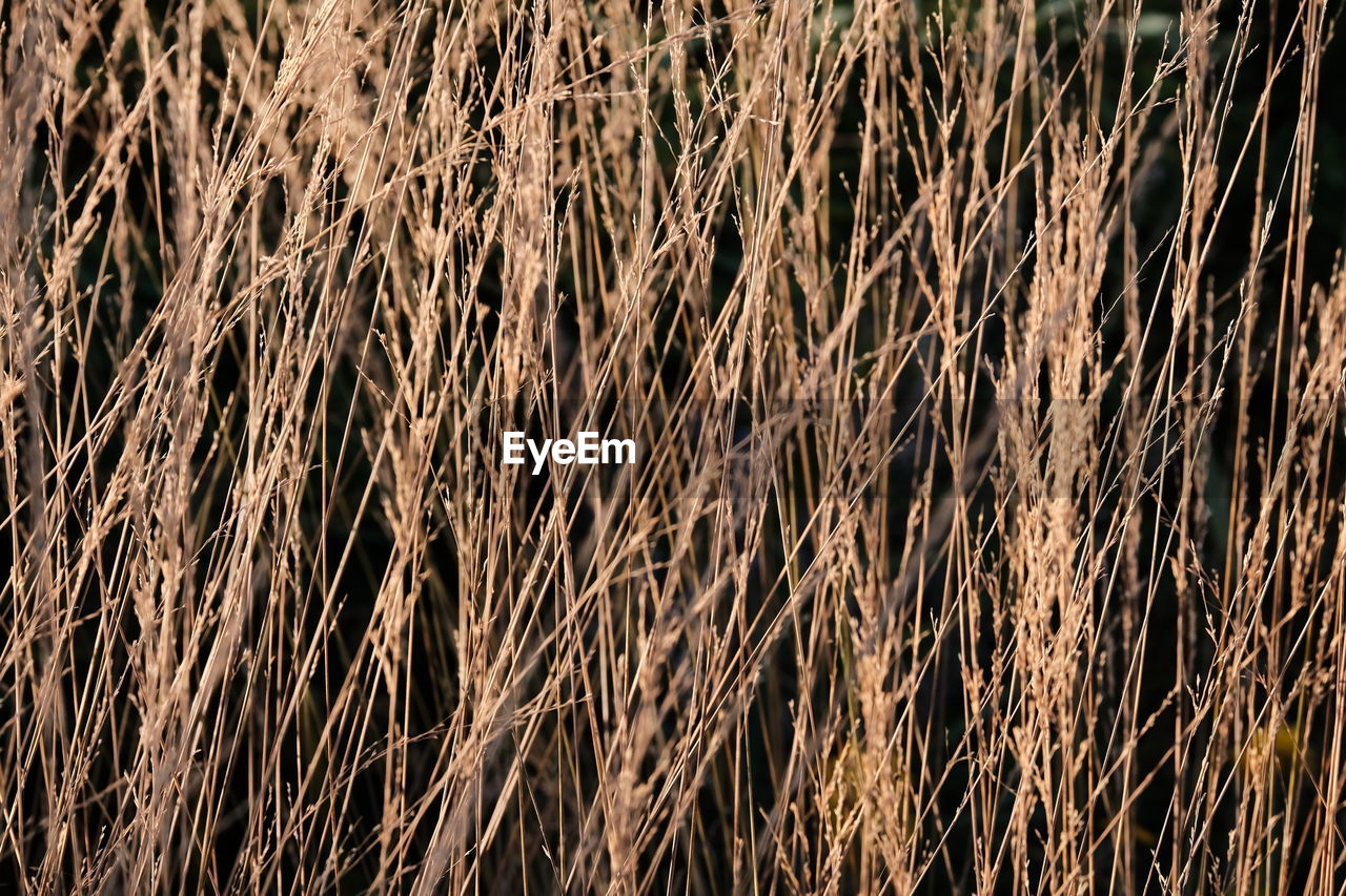 grass, plant, branch, full frame, no people, backgrounds, nature, tree, day, plant stem, land, field, outdoors, growth, sunlight, close-up, soil, brown, pattern, agriculture, dry, beauty in nature, wood