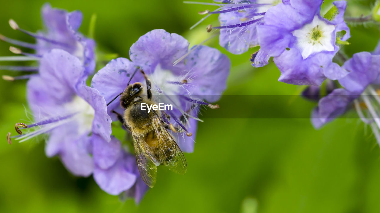 Close-up of honey bee on purple flower