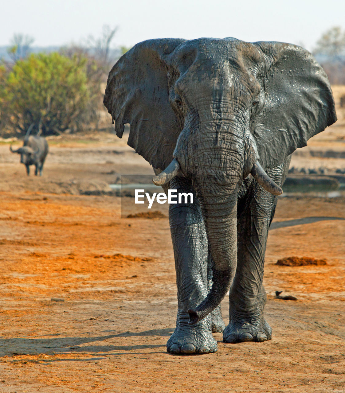 African elephant at hwange national park