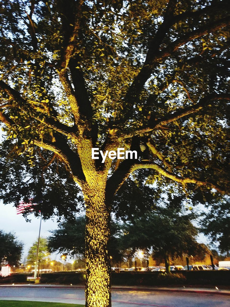 VIEW OF TREES AGAINST SKY