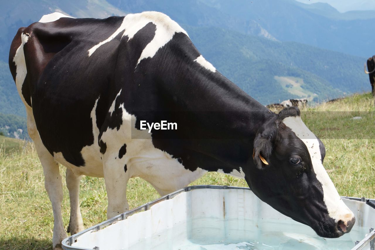 COW STANDING IN FIELD