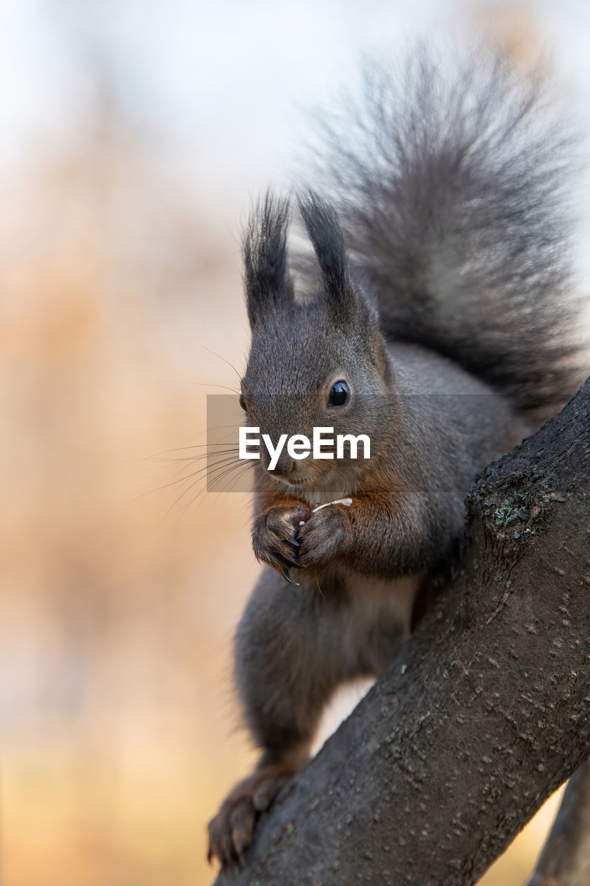 Close-up of squirrel on tree