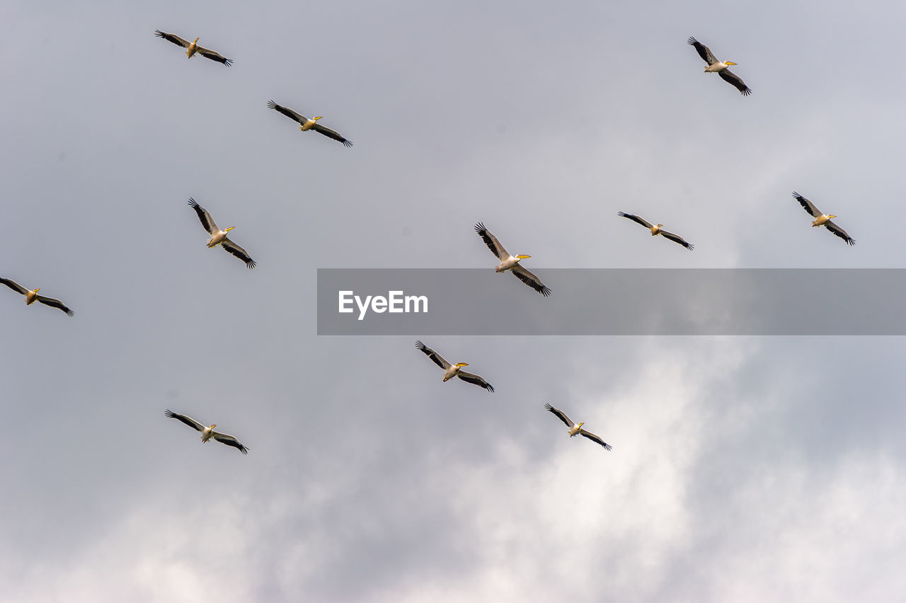 Low angle view of pelicans flying against sky