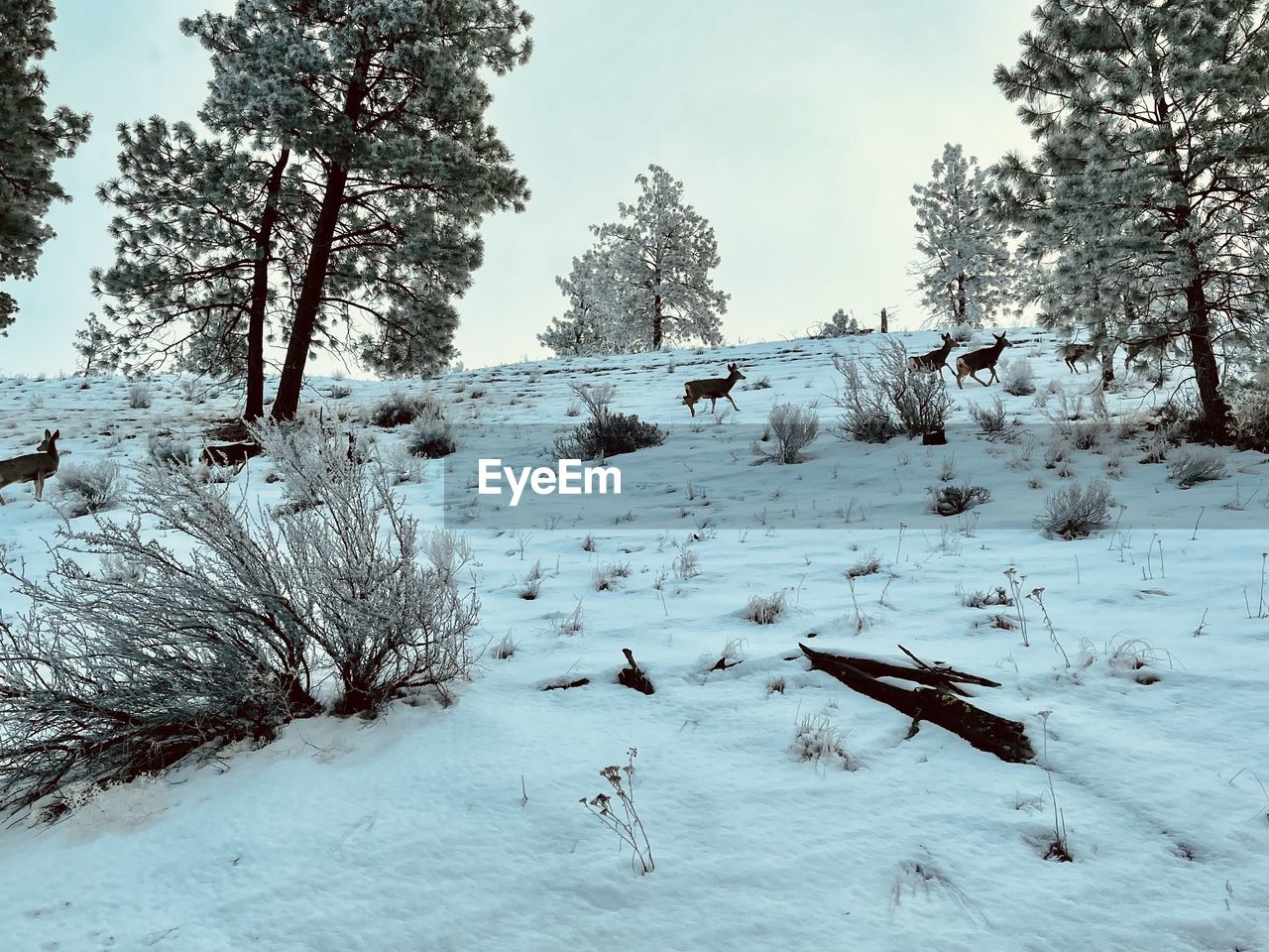 snow, tree, winter, cold temperature, plant, nature, land, beauty in nature, environment, scenics - nature, landscape, tranquility, tranquil scene, forest, sky, non-urban scene, no people, freezing, day, coniferous tree, white, pinaceae, frozen, pine tree, outdoors, pine woodland, mountain, field, deep snow, woodland, animal, travel, animal themes