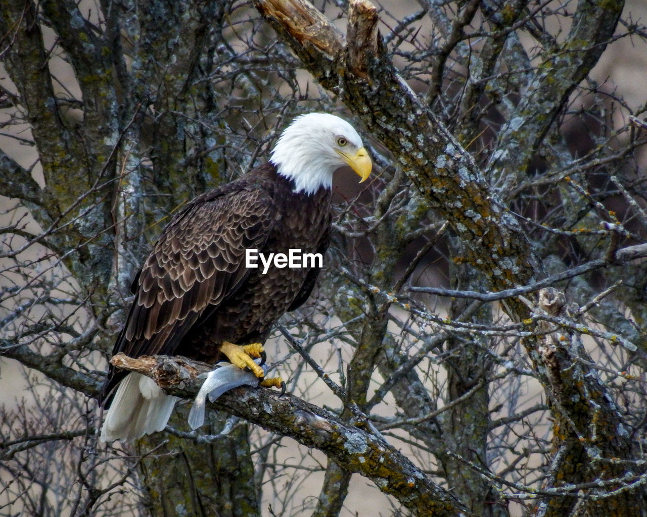 BIRD PERCHING ON A BRANCH