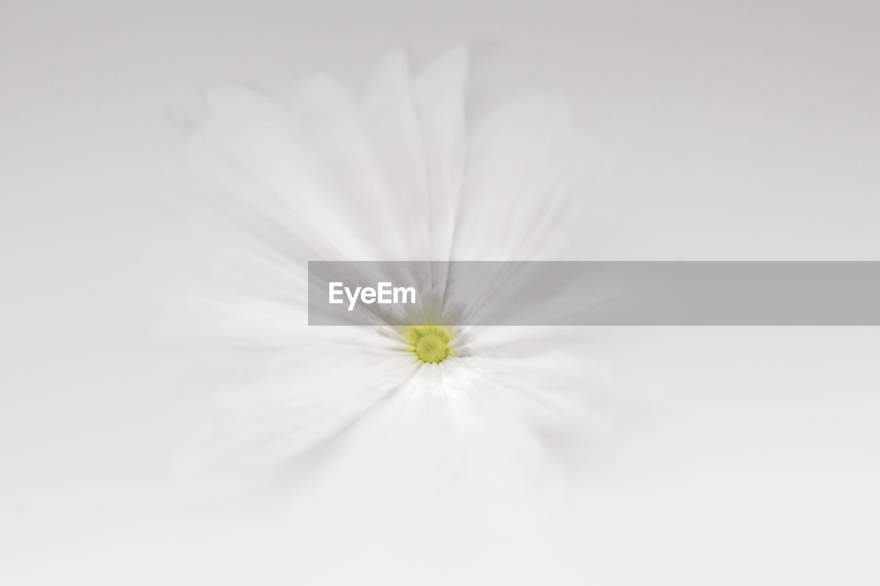 CLOSE-UP OF WHITE FLOWER OVER GRAY BACKGROUND