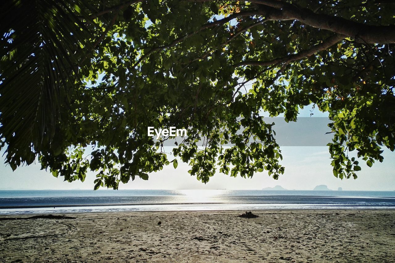 View of trees on beach