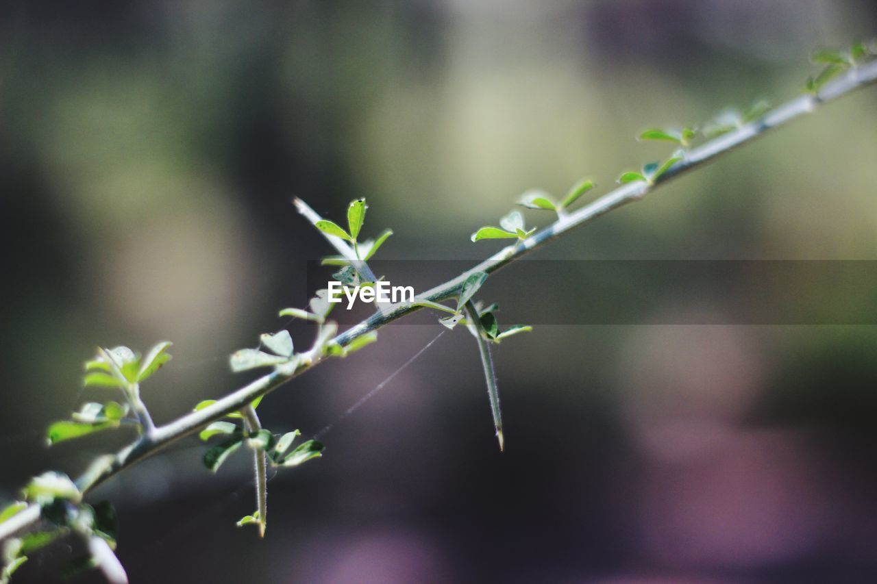 CLOSE-UP OF PLANT OUTDOORS