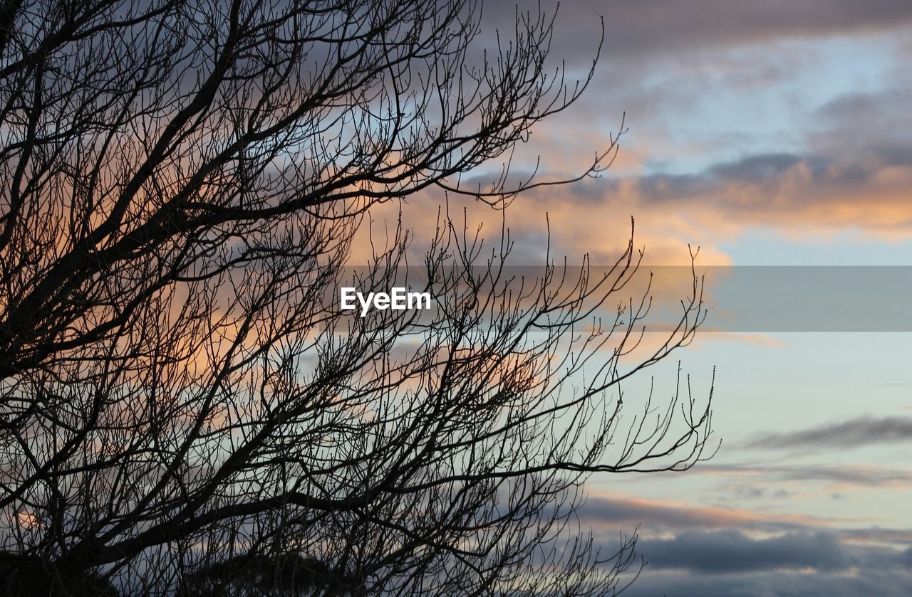 Low angle view of silhouette bare tree against sky at sunset