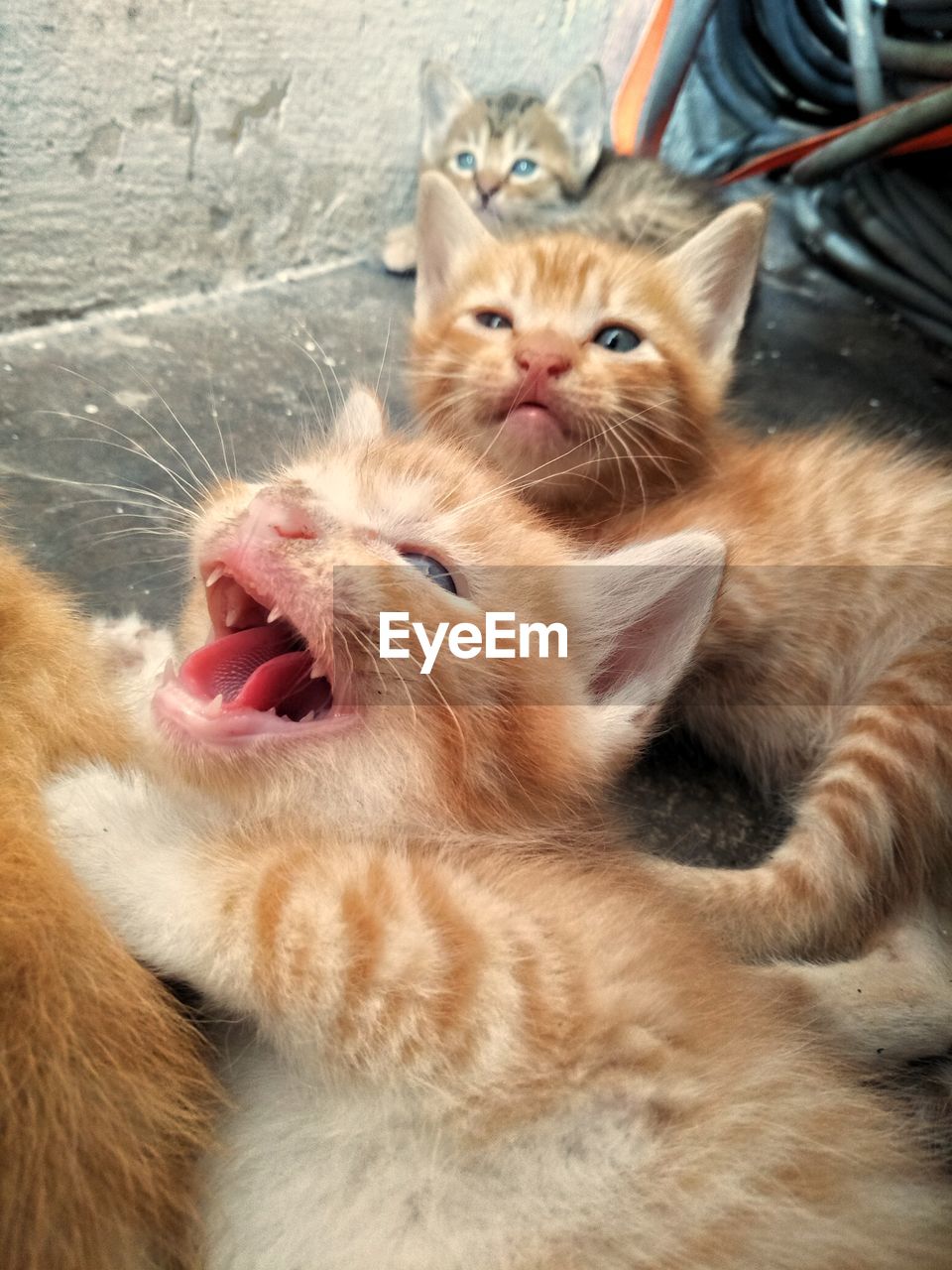 CLOSE-UP PORTRAIT OF CATS