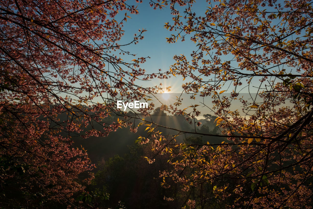 Low angle view of flowering plants against sky during sunset