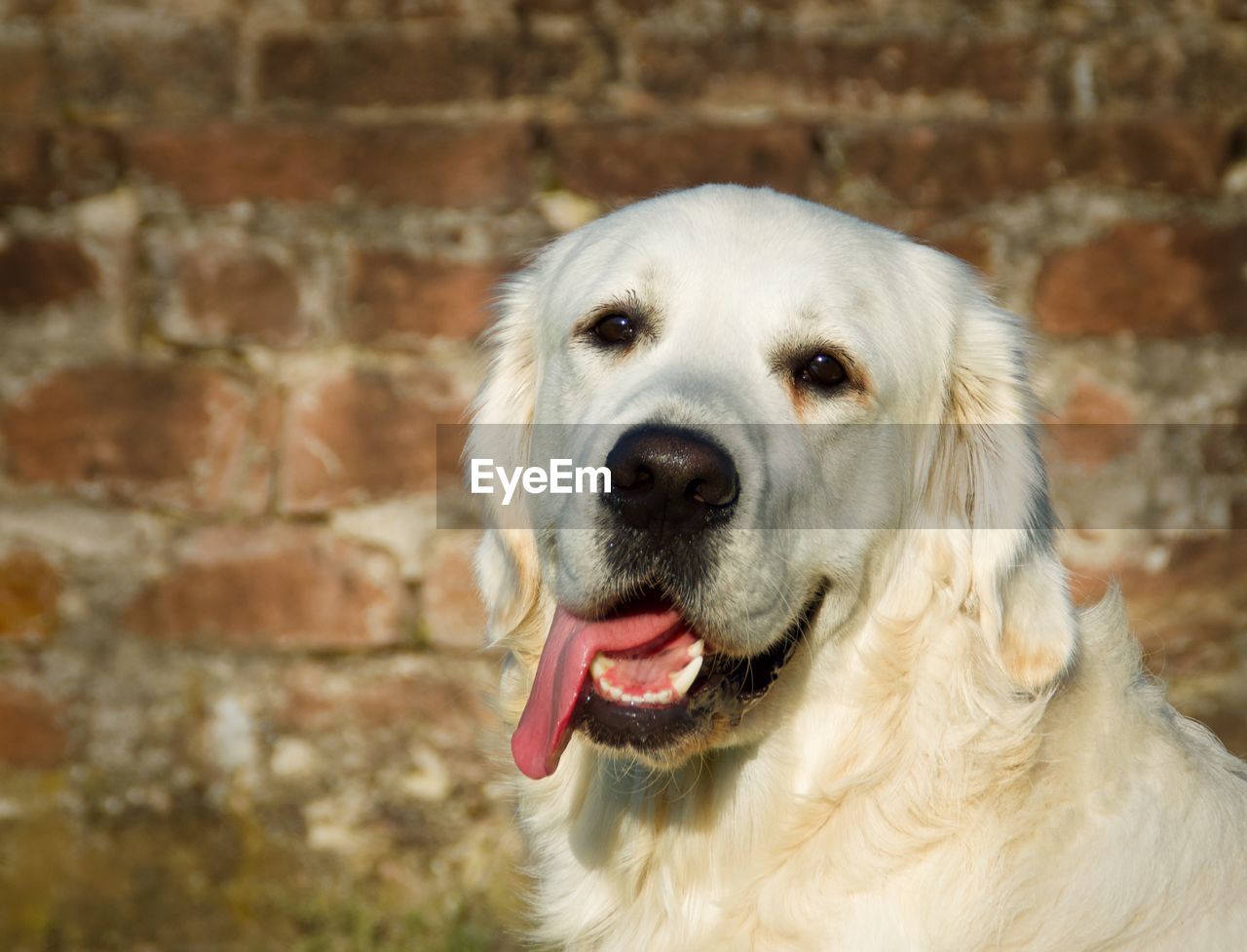Close-up portrait of a dog. golden retriever.