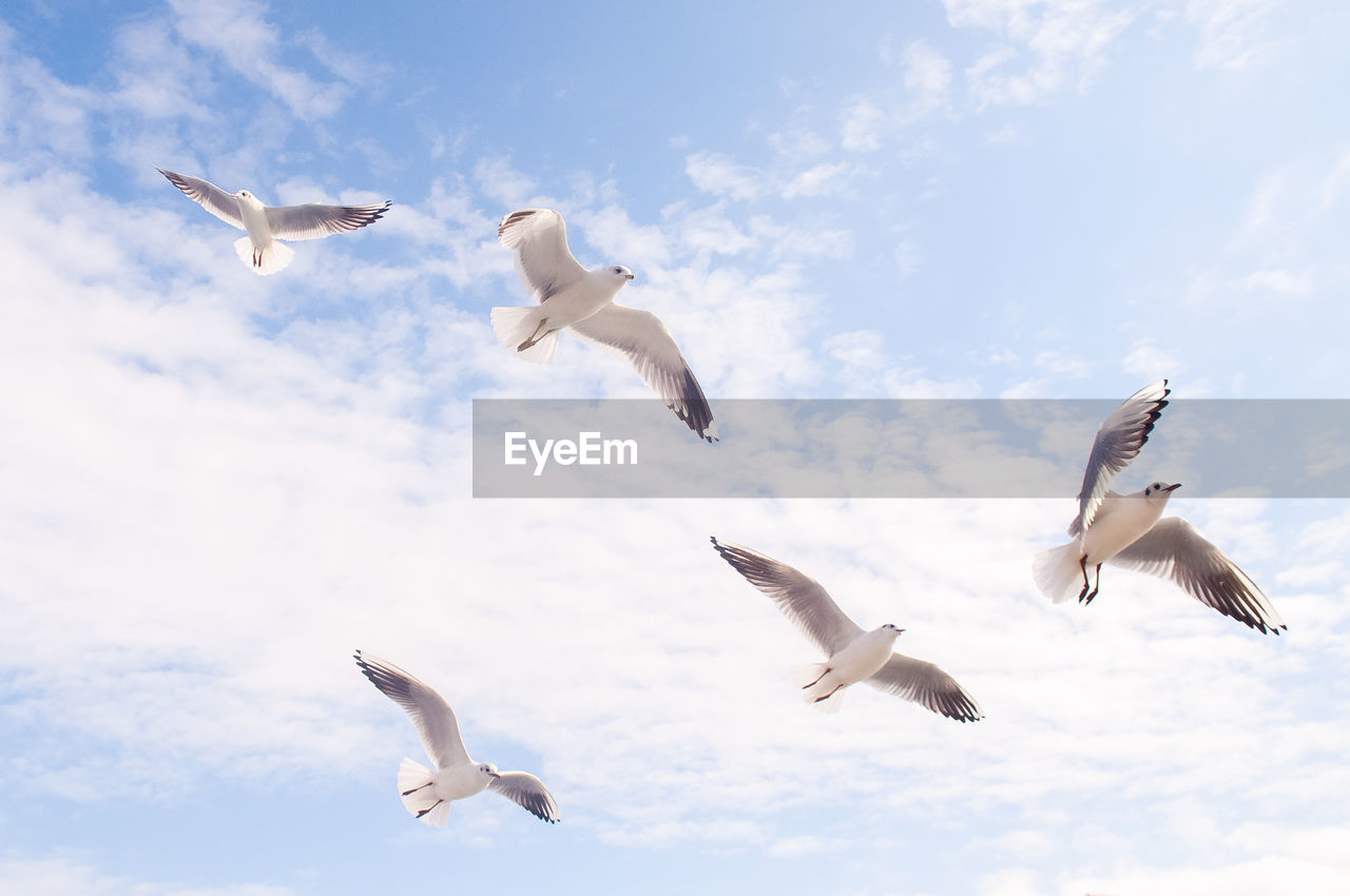 LOW ANGLE VIEW OF SEAGULLS