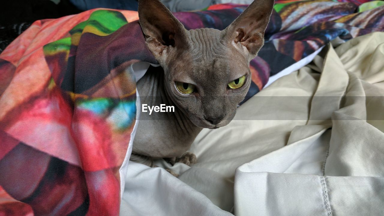 Close-up of cat relaxing on bed