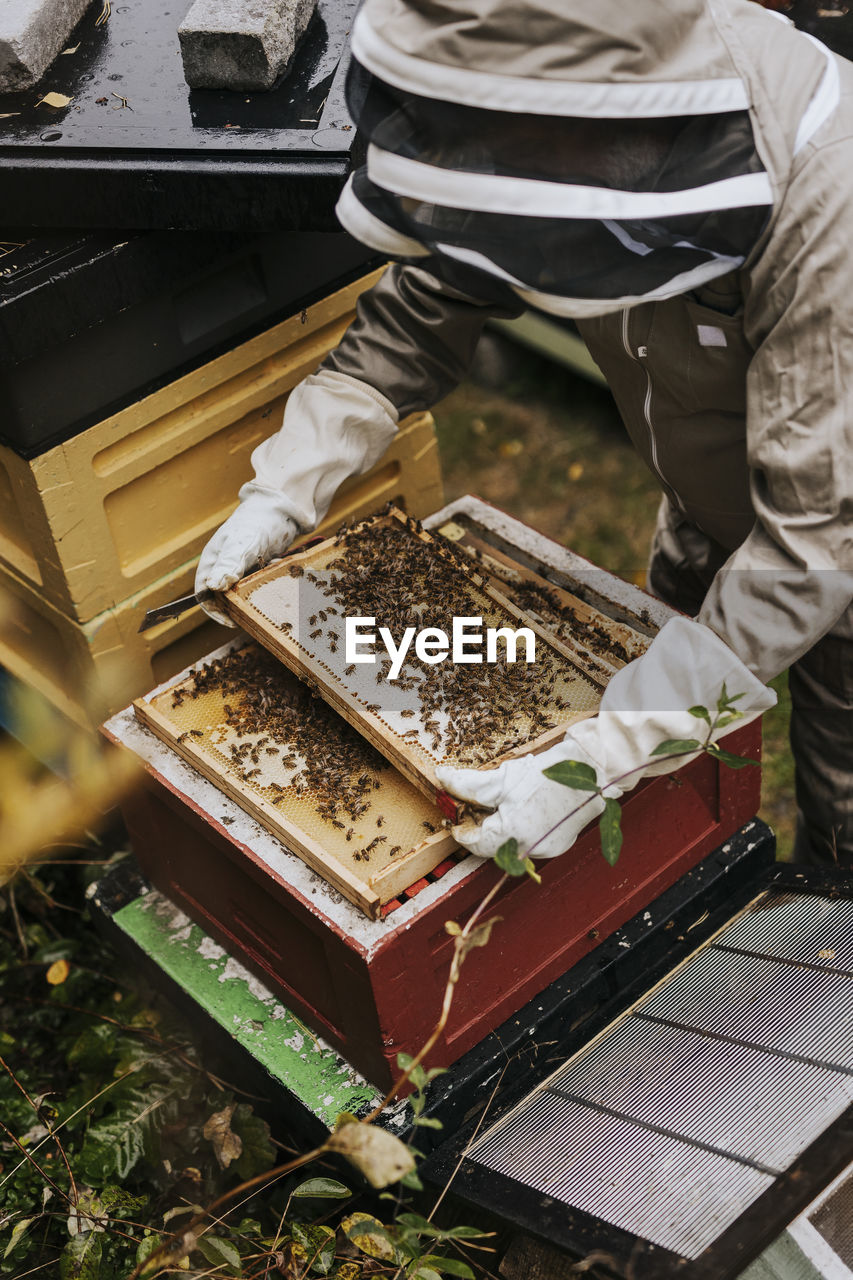 Beekeeper holding hive frame