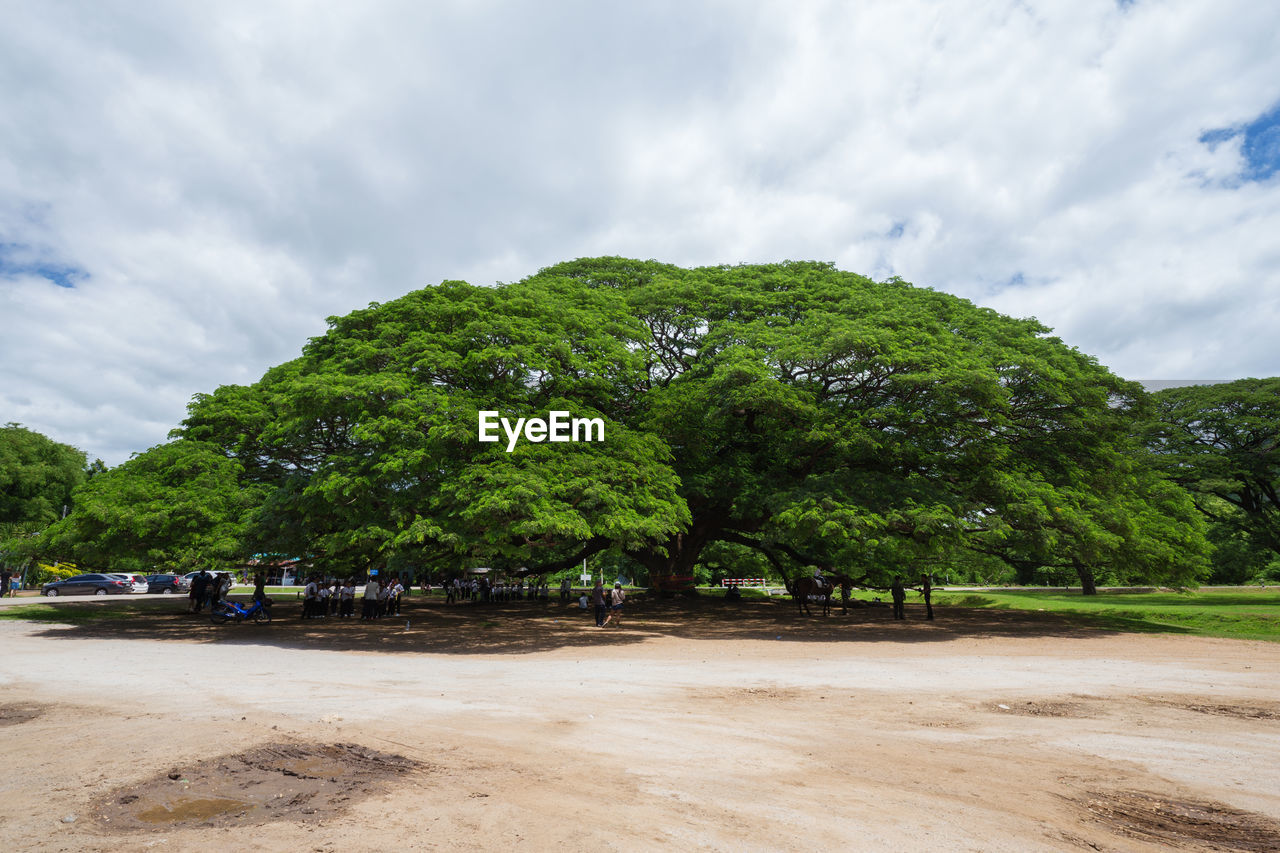 TREES AND PLANTS ON LAND