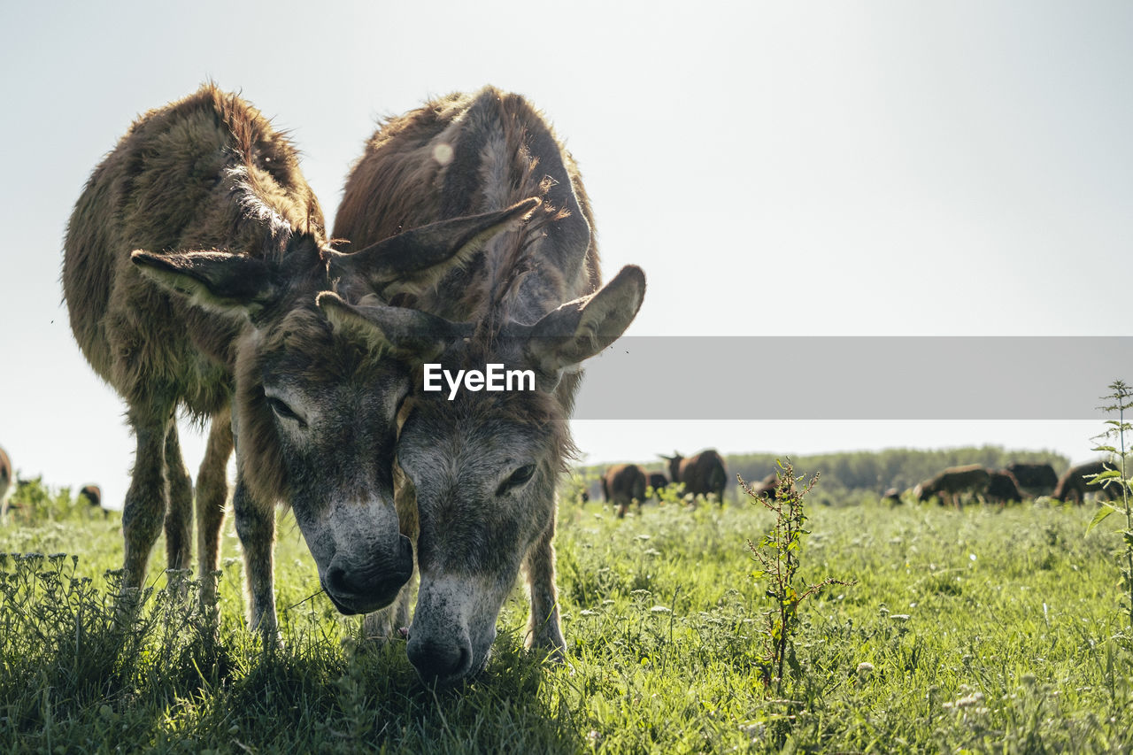 Donkeys grazing on land against clear sky