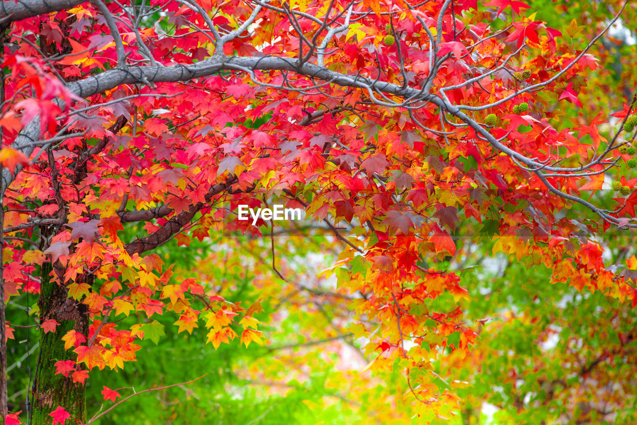 CLOSE-UP OF RED MAPLE TREE