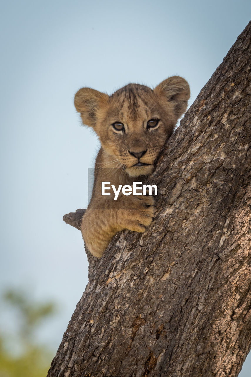Portrait of lion cub on tree trunk