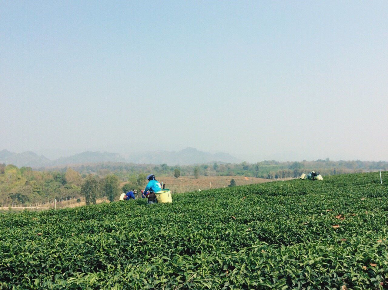 Scenic view of agricultural landscape against clear sky