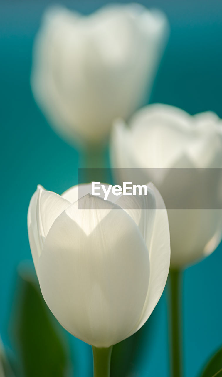 Close-up of white tulips in bloom. turquoise background 