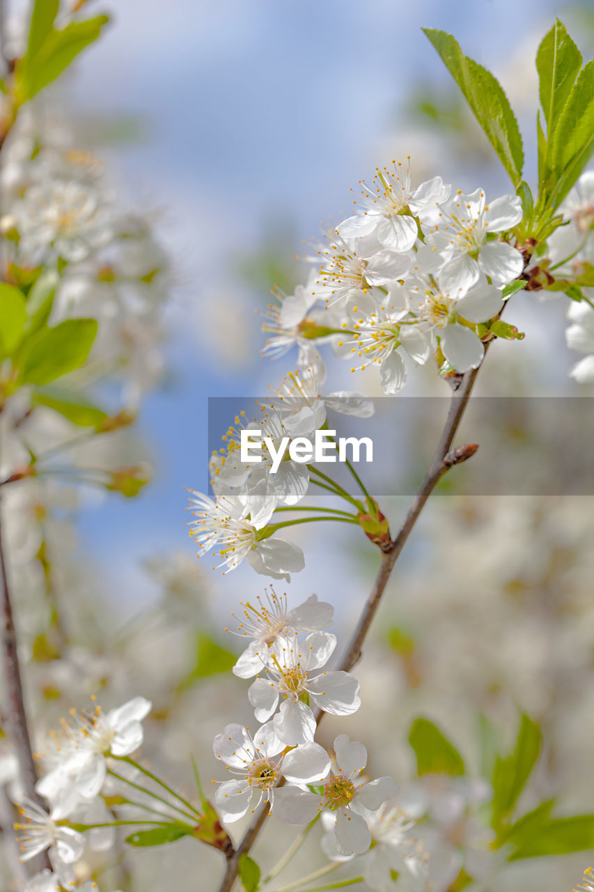 Close-up of white cherry blossoms in spring