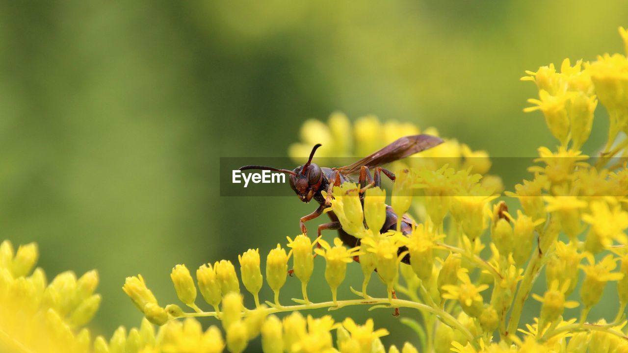 Close-up of insect on yellow flower