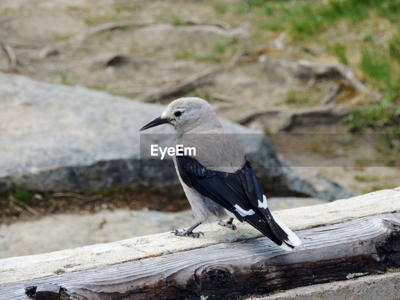 Clark's nutcracker crow nucifraga columbiana corvidae lake louise banff national park canada