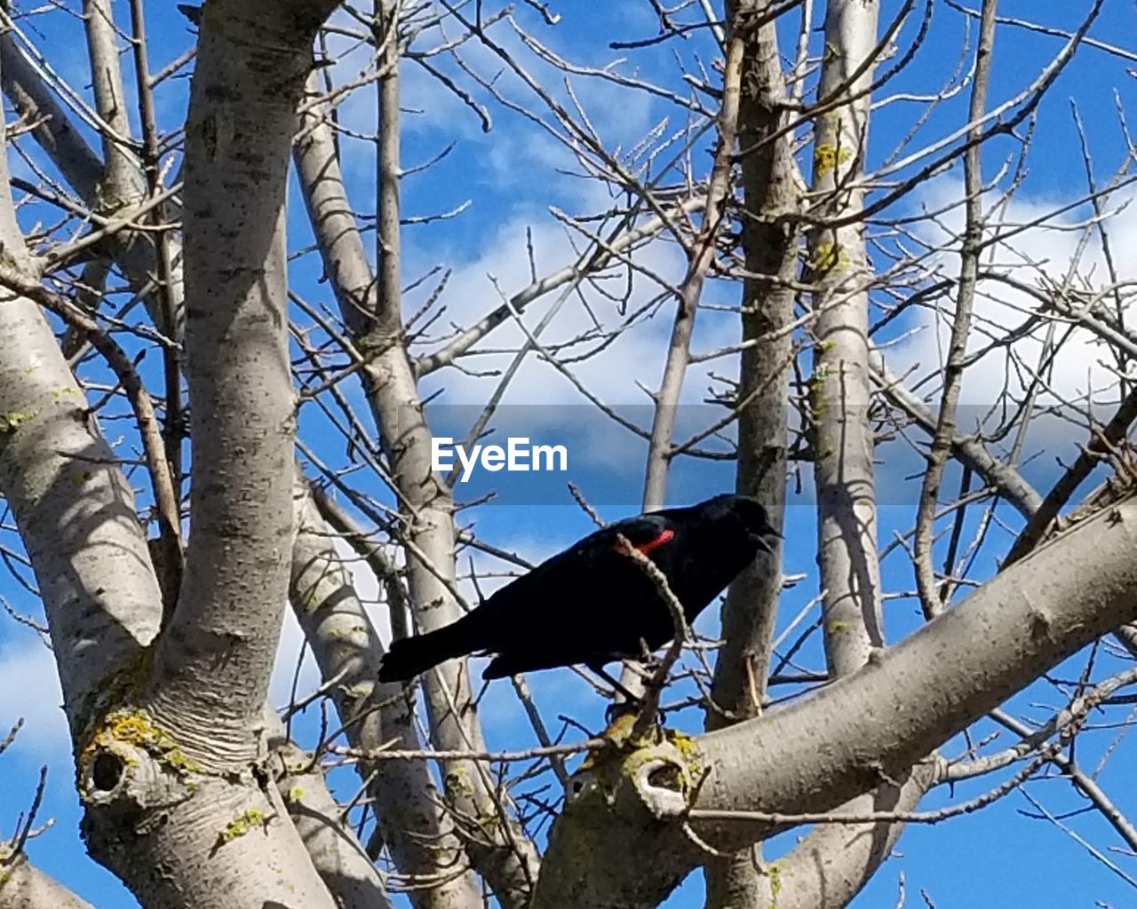 LOW ANGLE VIEW OF BIRD PERCHING ON BARE TREE