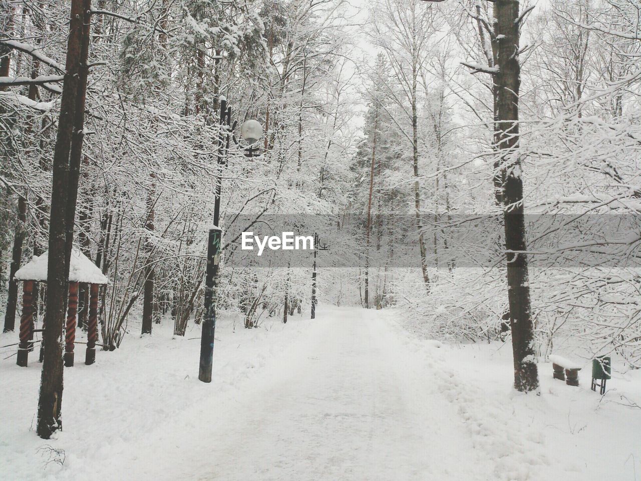 Road passing through the forest