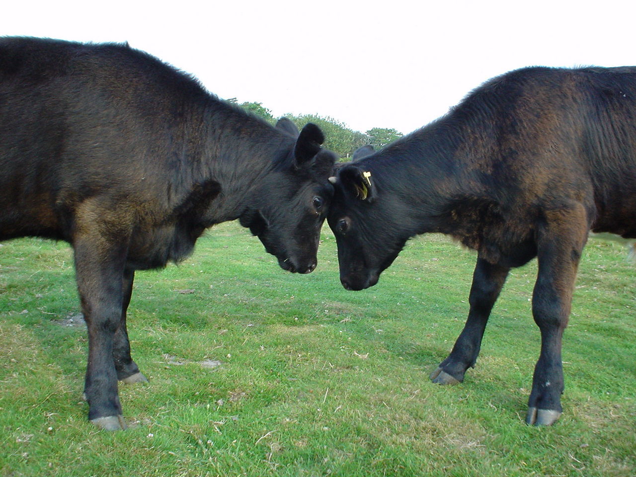 Side view of black cows standing on field