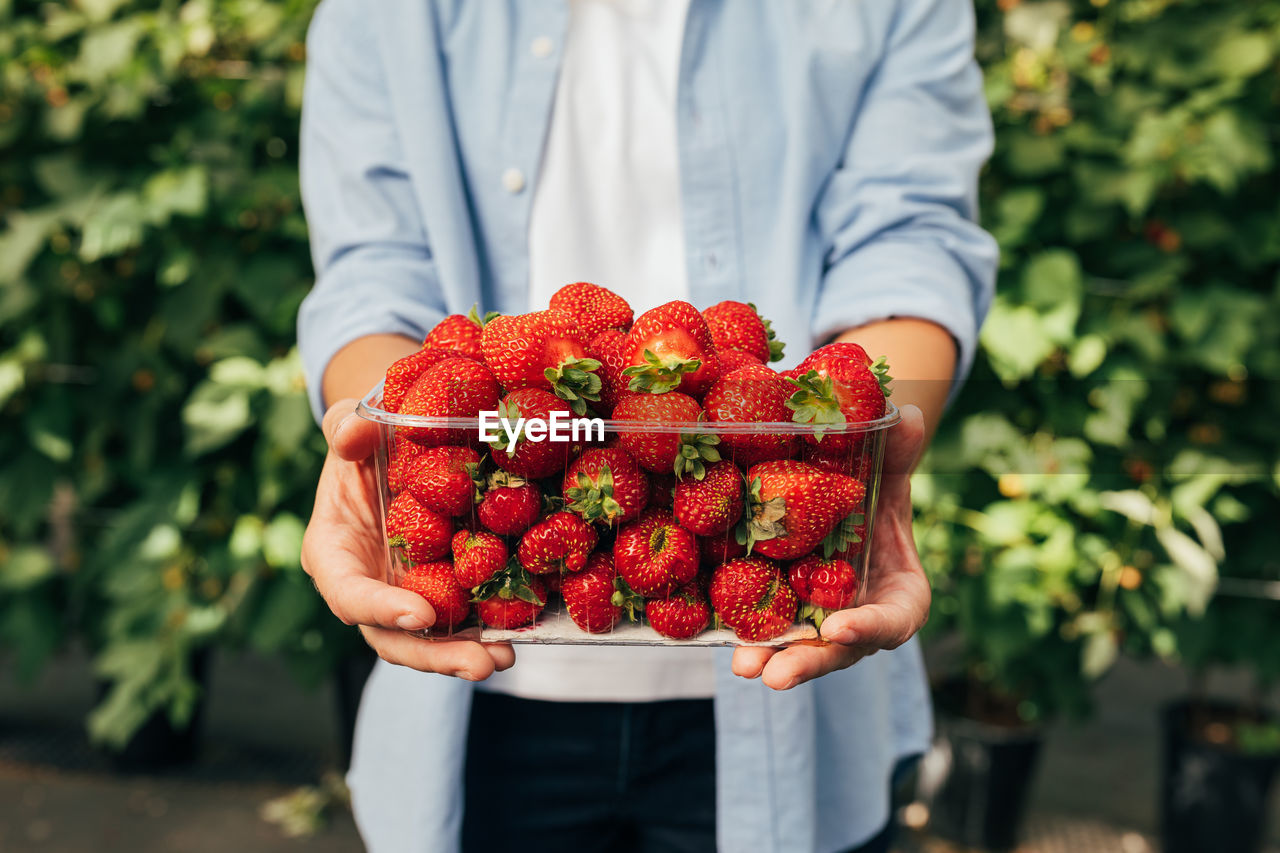 midsection of woman holding strawberries