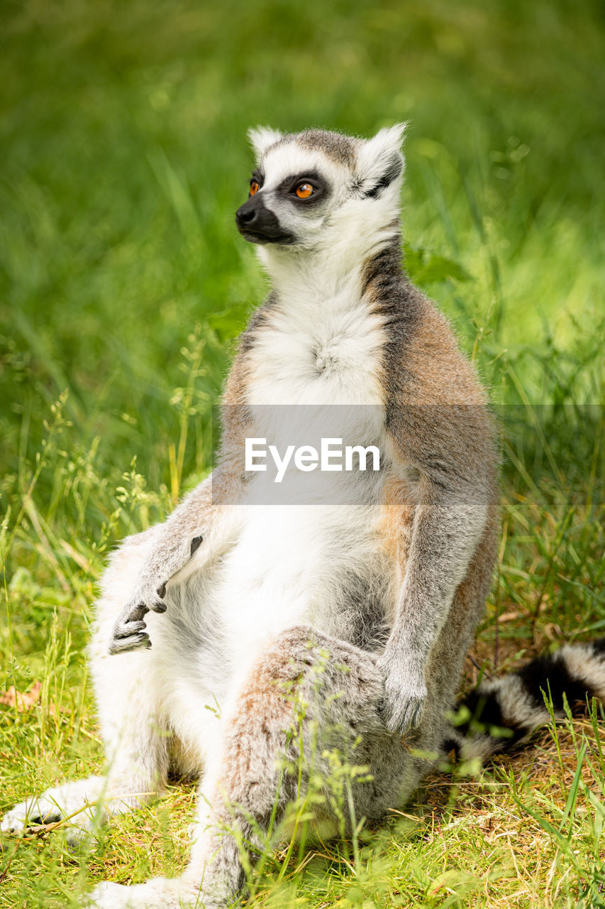 Lemur sitting on field