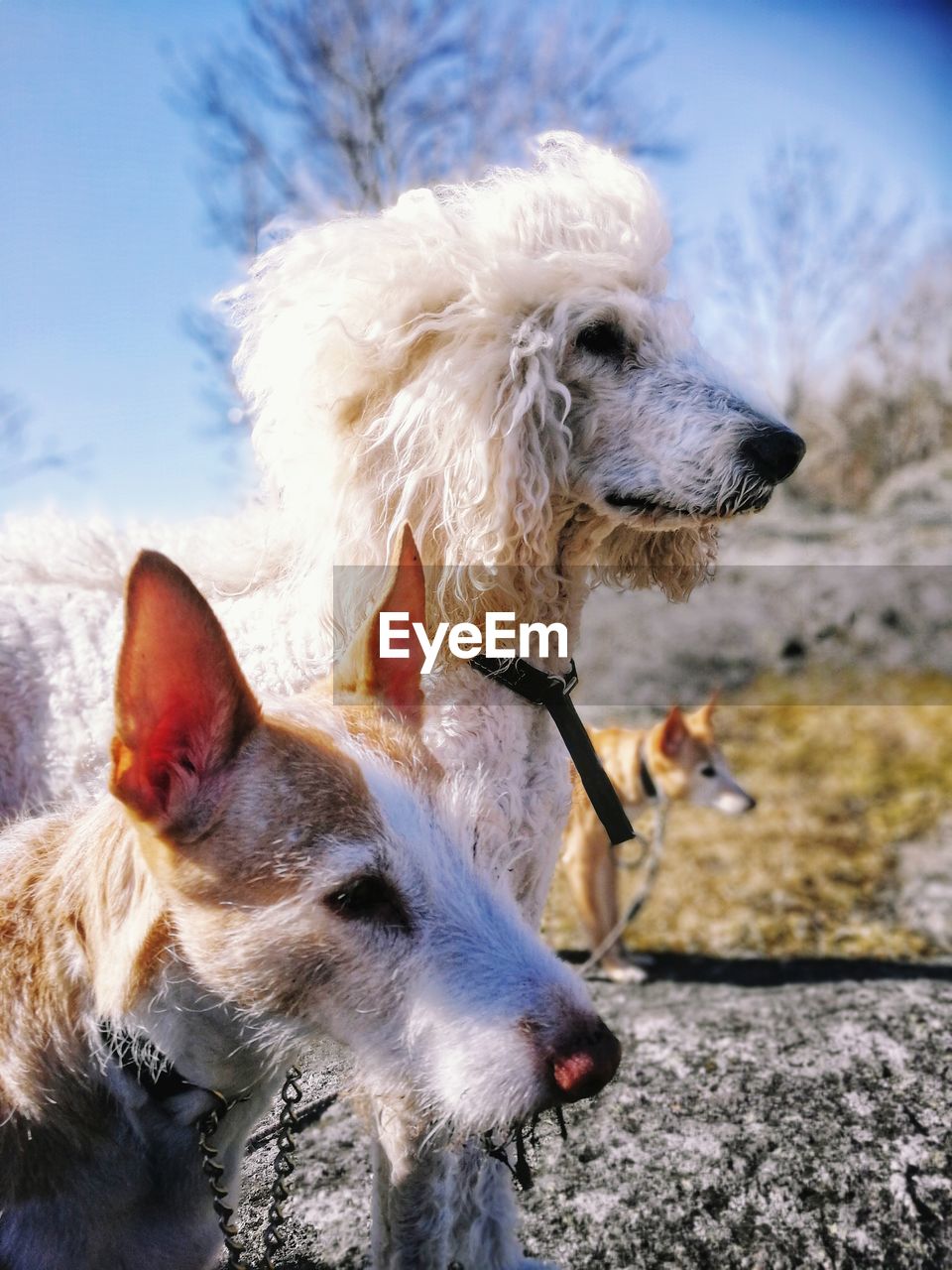 Close-up of a dog looking away