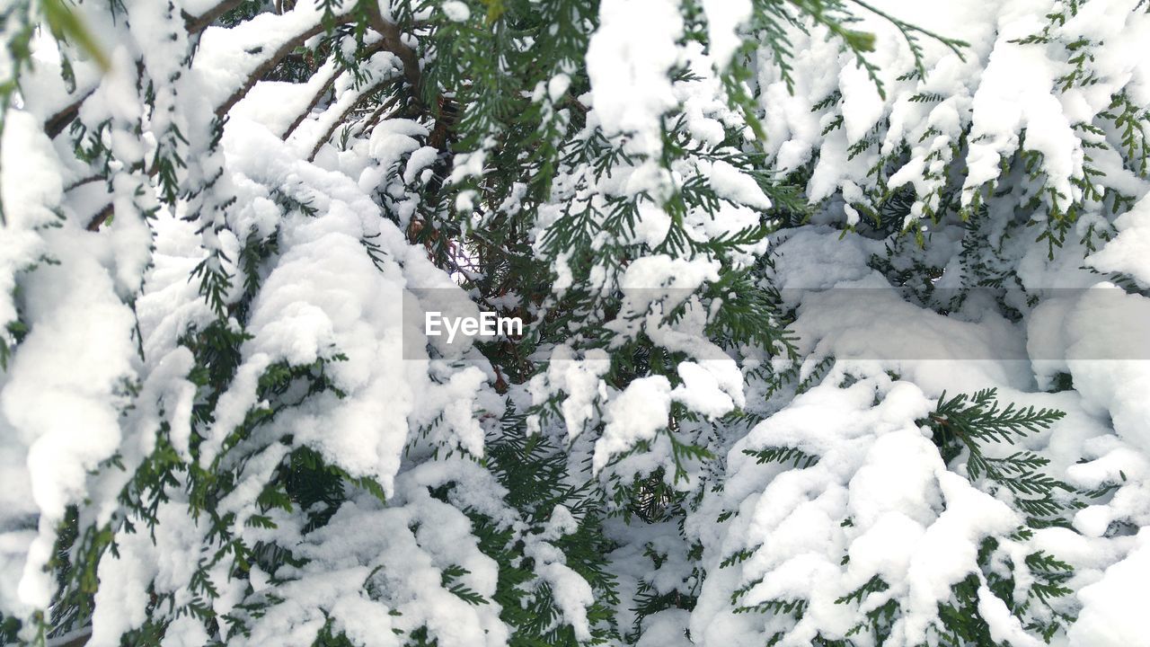 CLOSE-UP OF SNOW ON PLANTS