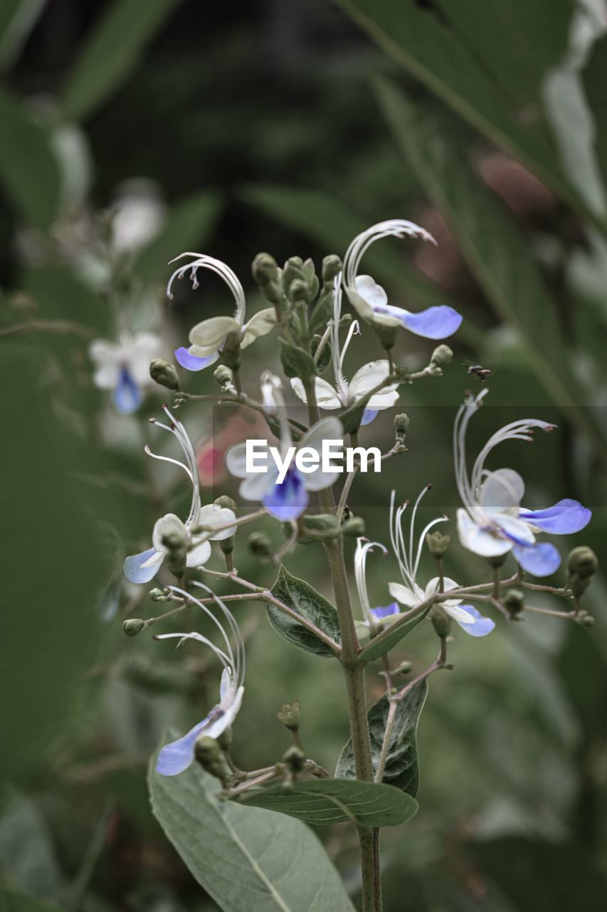 Close-up of purple flowering plant