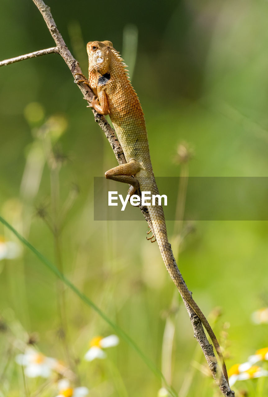 Young lizard on tree trunk