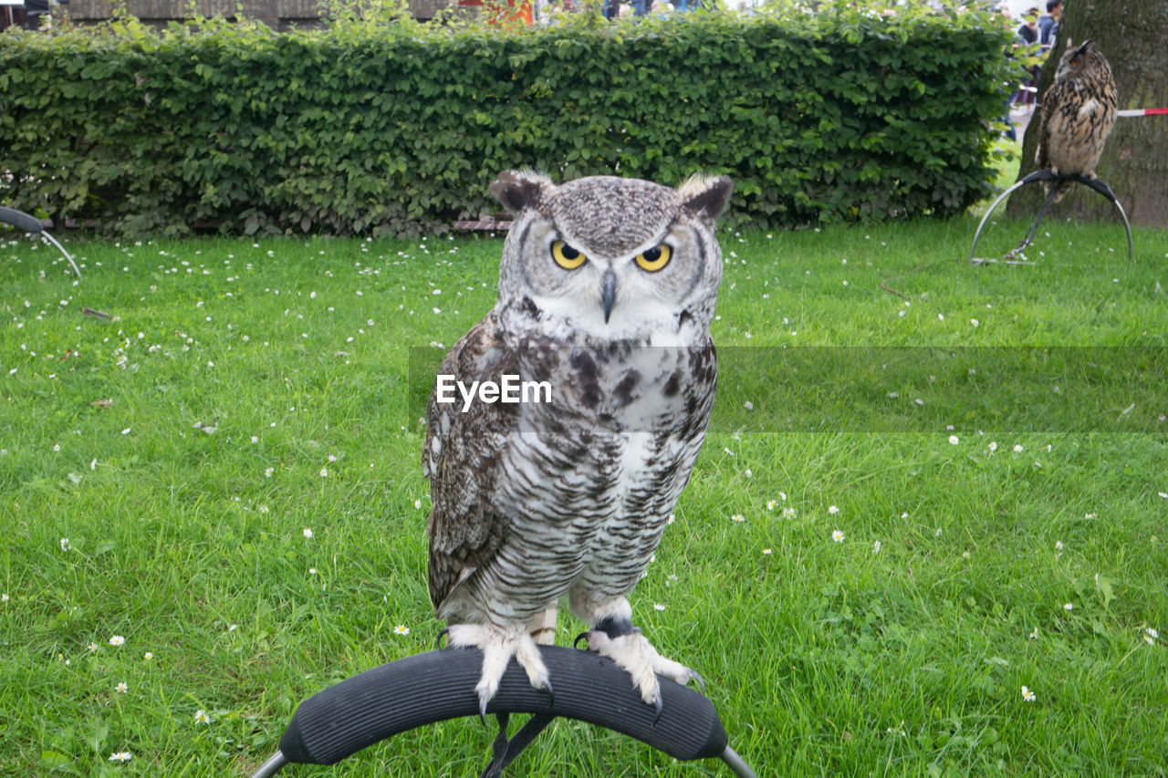 PORTRAIT OF OWL ON SNOW