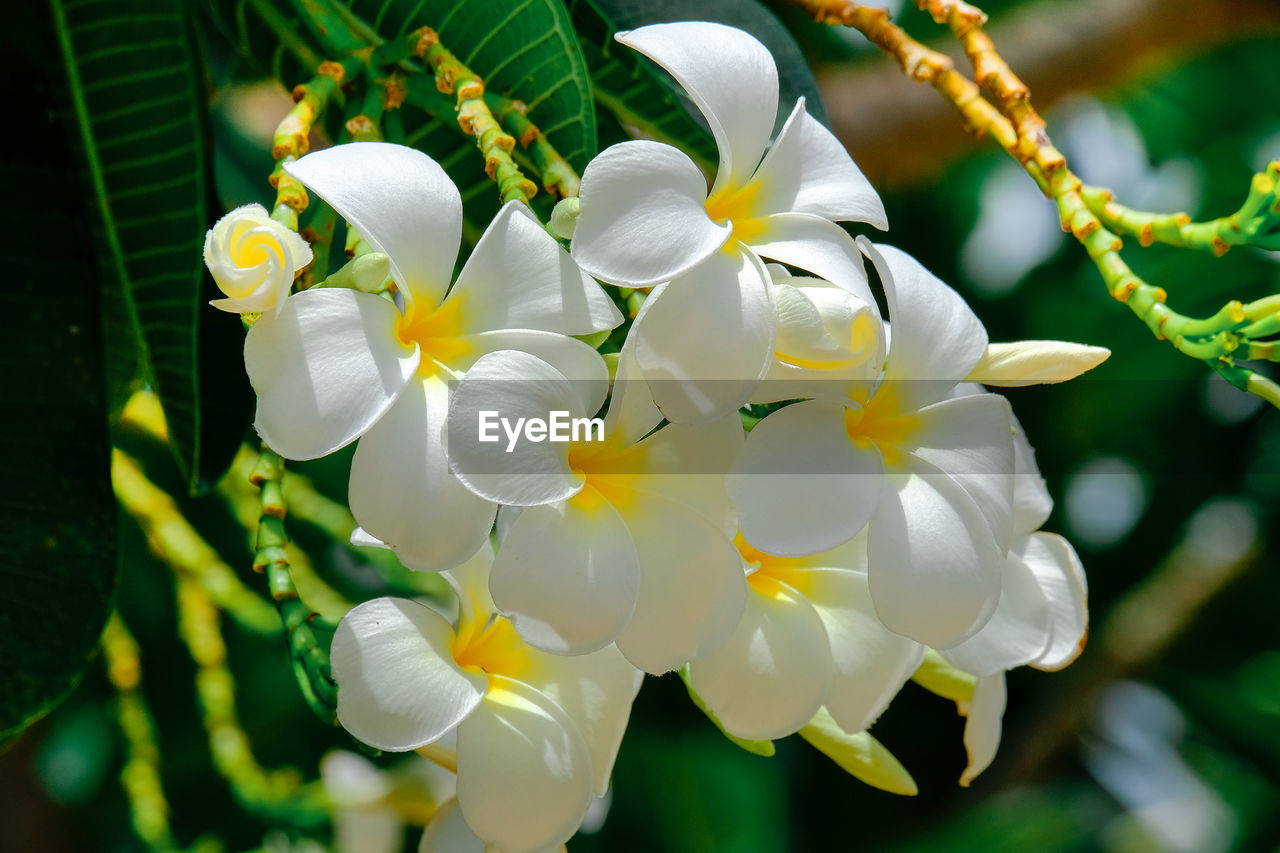 Close-up of white flowering plant