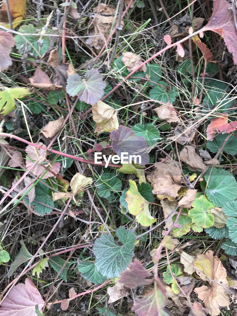 CLOSE-UP OF PLANTS AND AUTUMN LEAVES