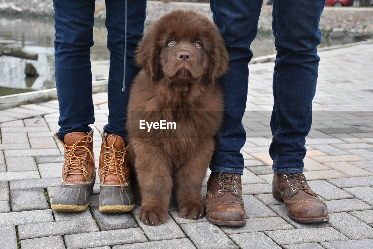 Brown newfie puppy dog sitting between two people's legs.