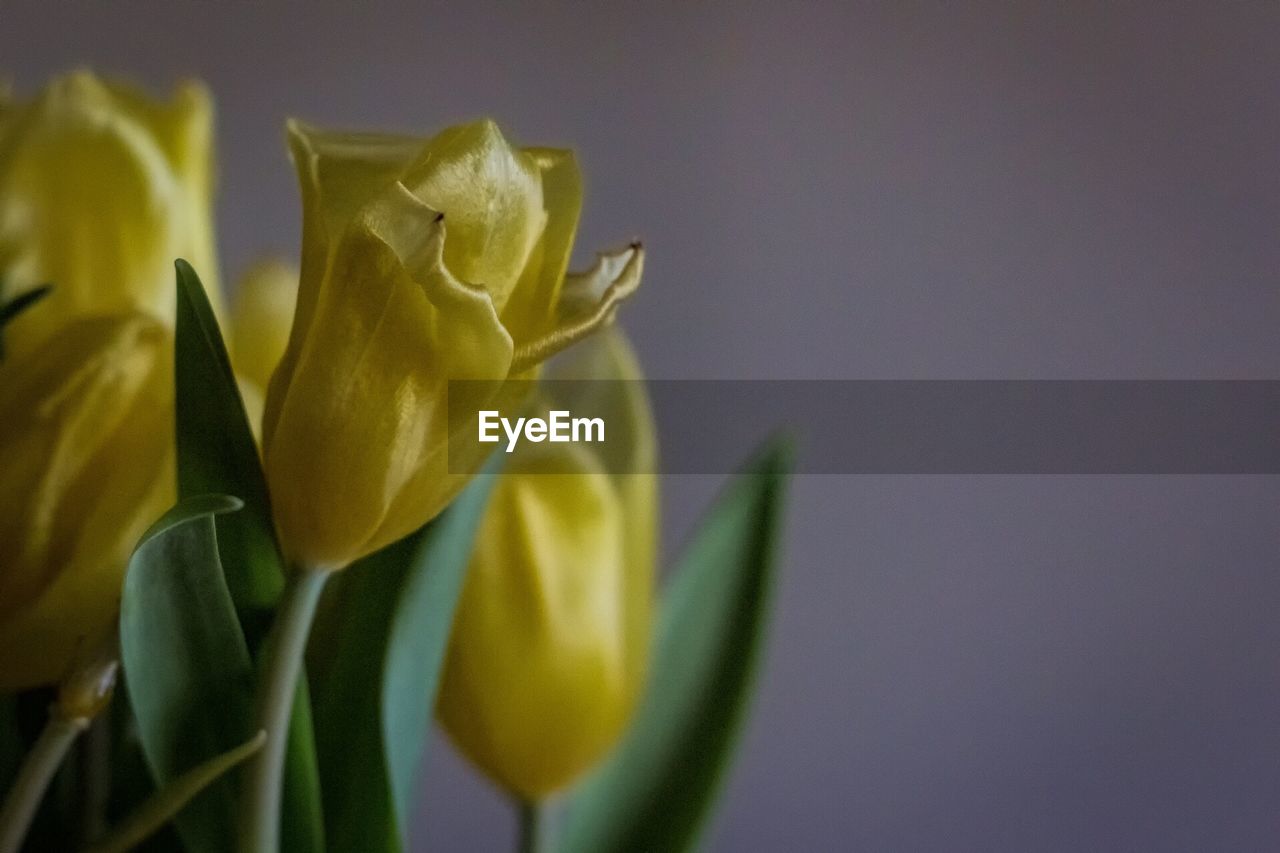 Close-up of yellow flower